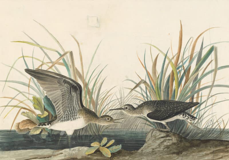Audubon's Watercolors Pl. 289, Solitary Sandpiper