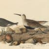 Audubon's Watercolors Pl. 290, Dunlin