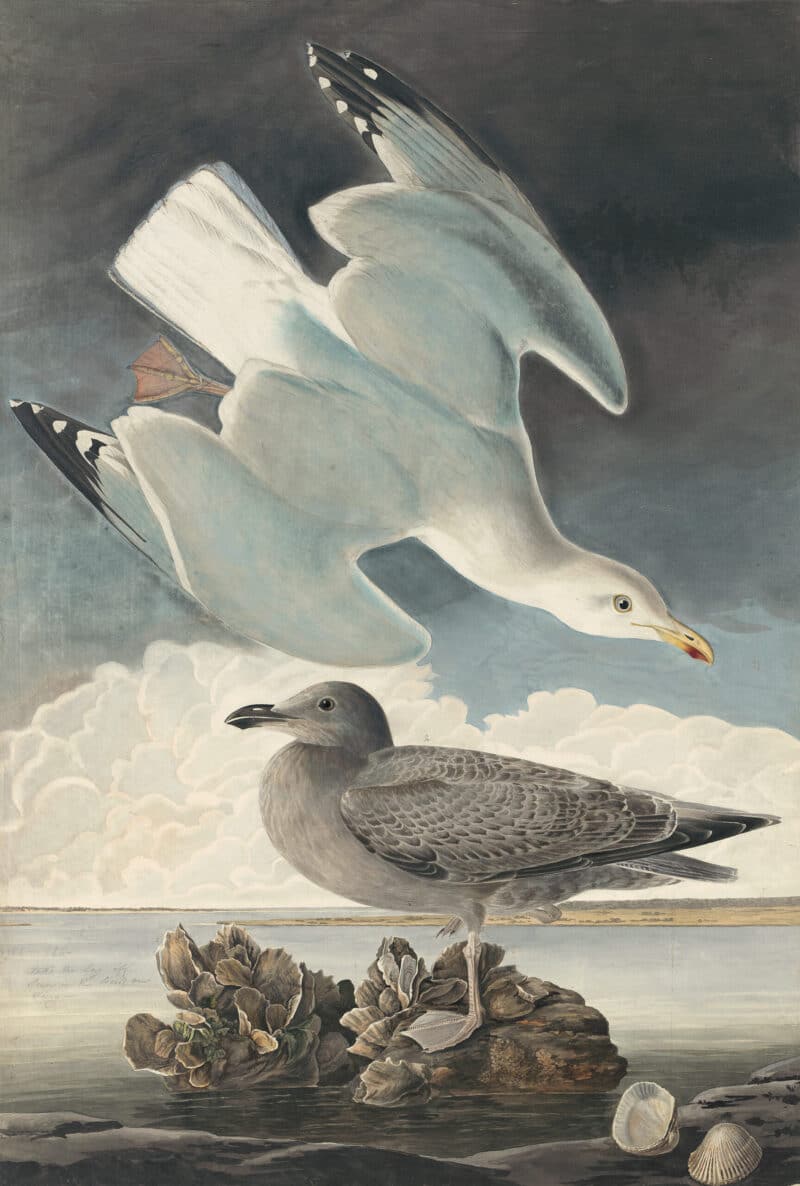 Audubon's Watercolors Pl. 291, Herring Gull