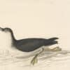 Audubon's Watercolors Pl. 295, Manx Shearwater