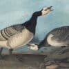 Audubon's Watercolors Pl. 296, Barnacle Goose