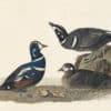 Audubon's Watercolors Pl. 297, Harlequin Duck