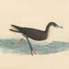 Audubon's Watercolors Pl. 299, Audubon's Shearwater