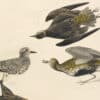 Audubon's Watercolors Pl. 300, Lesser Golden-Plover