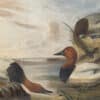 Audubon's Watercolors Pl. 301, Canvas backed Duck