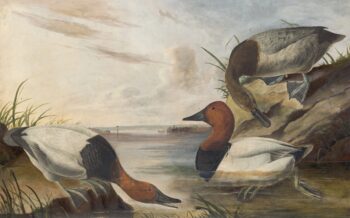 Audubon's Watercolors Pl. 301, Canvas backed Duck