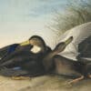 Audubon's Watercolors Pl. 302, American Black Duck
