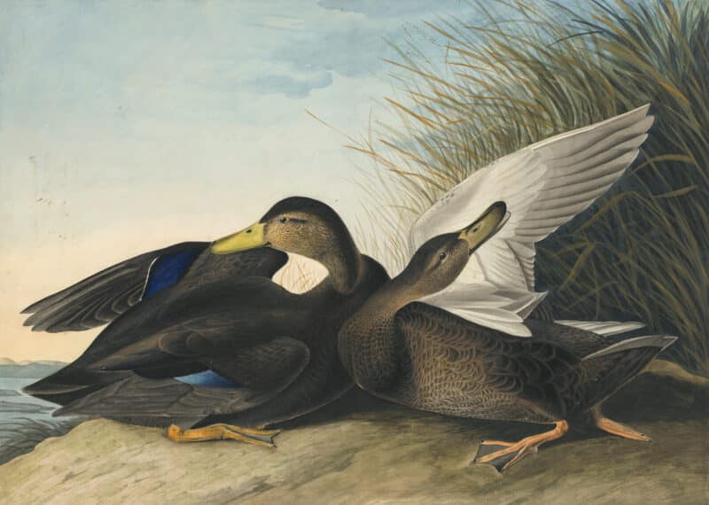 Audubon's Watercolors Pl. 302, American Black Duck