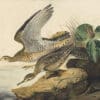 Audubon's Watercolors Pl. 303, Upland Sandpiper