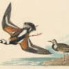 Audubon's Watercolors Pl. 304, Ruddy Turnstone