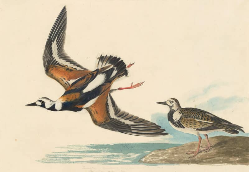 Audubon's Watercolors Pl. 304, Ruddy Turnstone