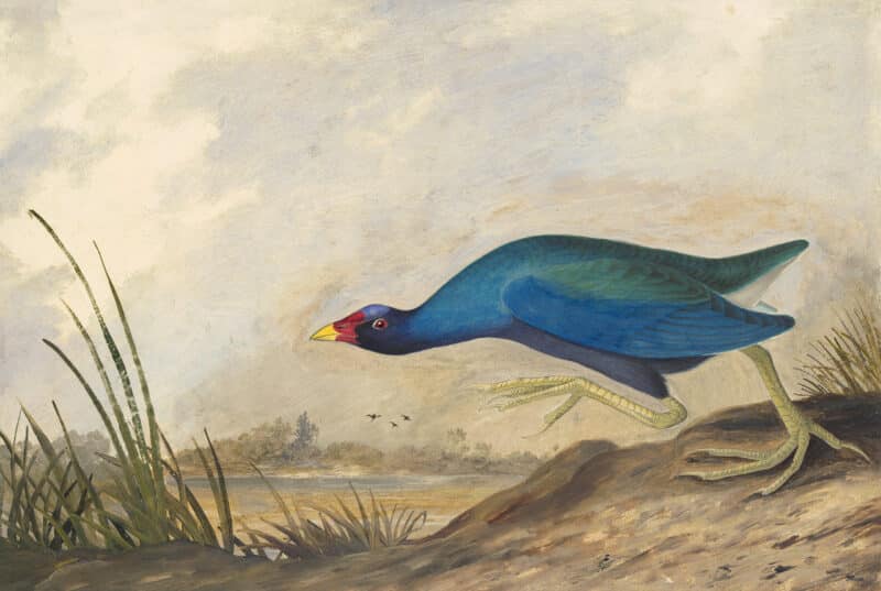 Audubon's Watercolors Pl. 305, Purple Gallinule