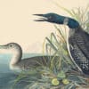 Audubon's Watercolors Pl. 306, Great Northern Diver or Loon