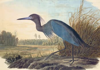 Audubon's Watercolors Pl. 307, Blue Heron