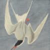 Audubon's Watercolors Pl. 309, Common Tern