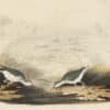 Audubon's Watercolors Pl. 310, Spotted Sandpiper