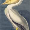 Audubon's Watercolors Pl. 311, American White Pelican