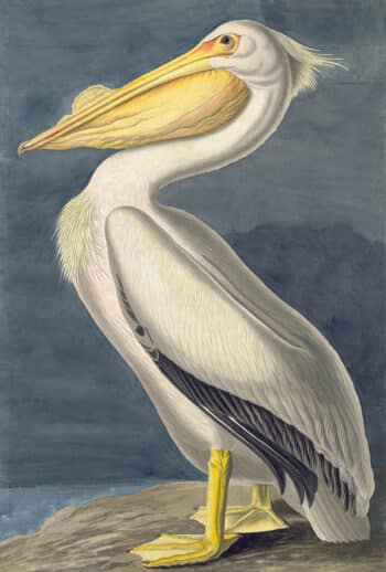 Audubon's Watercolors Pl. 311, American White Pelican