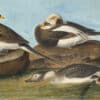Audubon's Watercolors Pl. 312, Oldsquaw