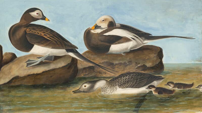Audubon's Watercolors Pl. 312, Oldsquaw