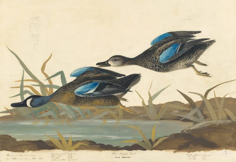 Audubon's Watercolors Pl. 313, Blue-winged Teal