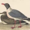 Audubon's Watercolors Pl. 314, Laughing Gull