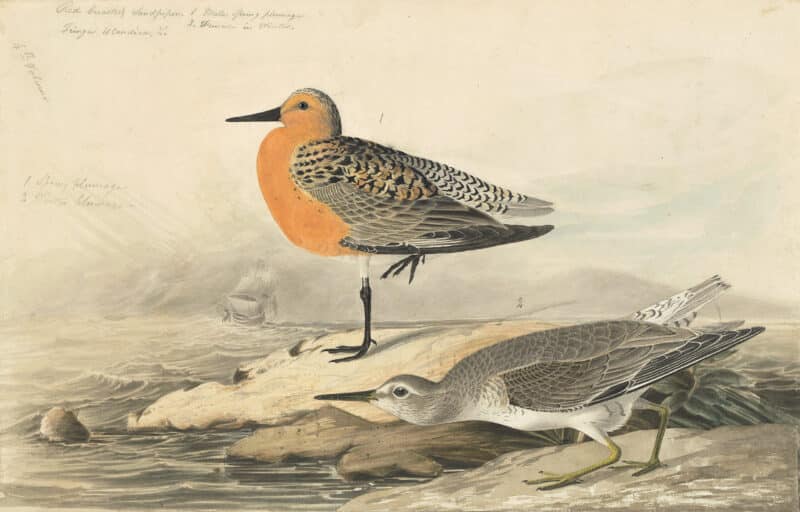 Audubon's Watercolors Pl. 315, Red Knot