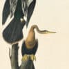 Audubon's Watercolors Pl. 316, Anhinga