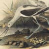 Audubon's Watercolors Pl. 318, American Avocet