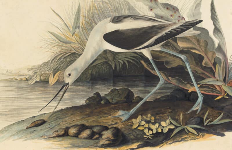 Audubon's Watercolors Pl. 318, American Avocet