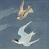 Audubon's Watercolors Pl. 319, Least Tern