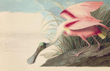 Audubon's Watercolors Pl. 321, Roseate Spoonbill
