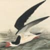 Audubon's Watercolors Pl. 323, Black Skimmer