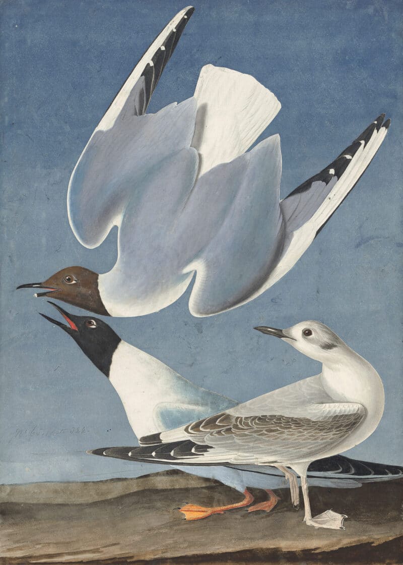 Audubon's Watercolors Pl. 324, Bonaparte's Gull
