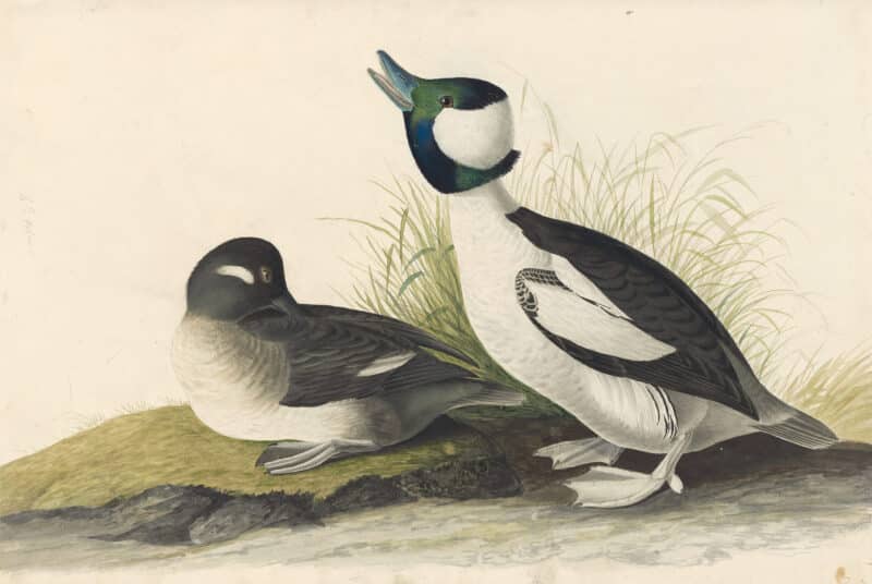 Audubon's Watercolors Pl. 325, Bufflehead