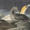 Audubon's Watercolors Pl. 326, Northern Gannet