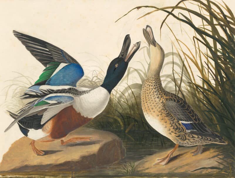 Audubon's Watercolors Pl. 327, Northern Shoveler