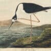 Audubon's Watercolors Pl. 328, Black-necked Stilt