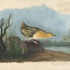 Audubon's Watercolors Pl. 329, Yellow Rail