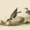 Audubon's Watercolors Pl. 330, Semipalmated Plover