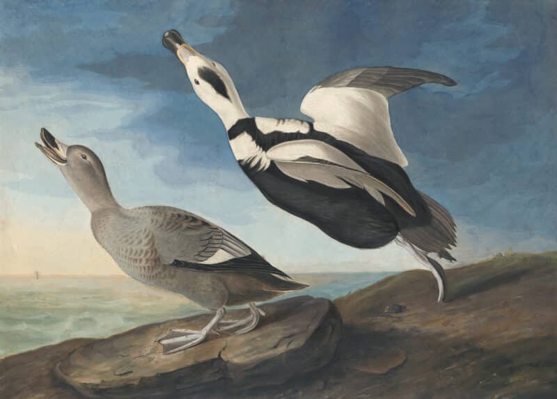 Audubon's Watercolors Pl. 332, Labrador Duck