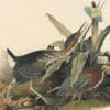 Audubon's Watercolors Pl. 333, Green Heron