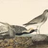 Audubon's Watercolors Pl. 334, Black-bellied Plover