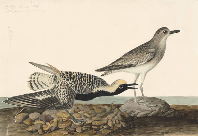 Audubon's Watercolors Pl. 334, Black-bellied Plover