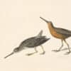 Audubon's Watercolors Pl. 335, Short-billed Dowitcher