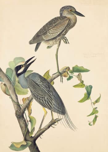 Audubon's Watercolors Pl. 336, Yellow-Crowned Heron