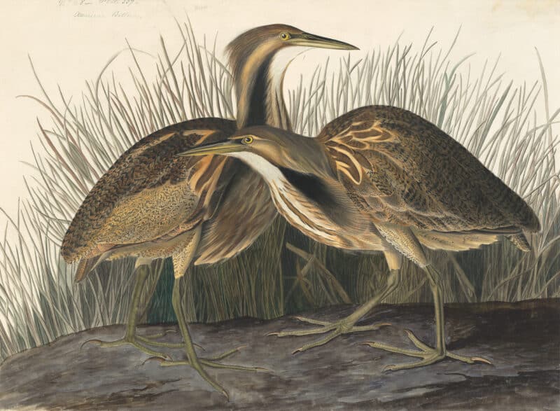 Audubon's Watercolors Pl. 337, American Bittern