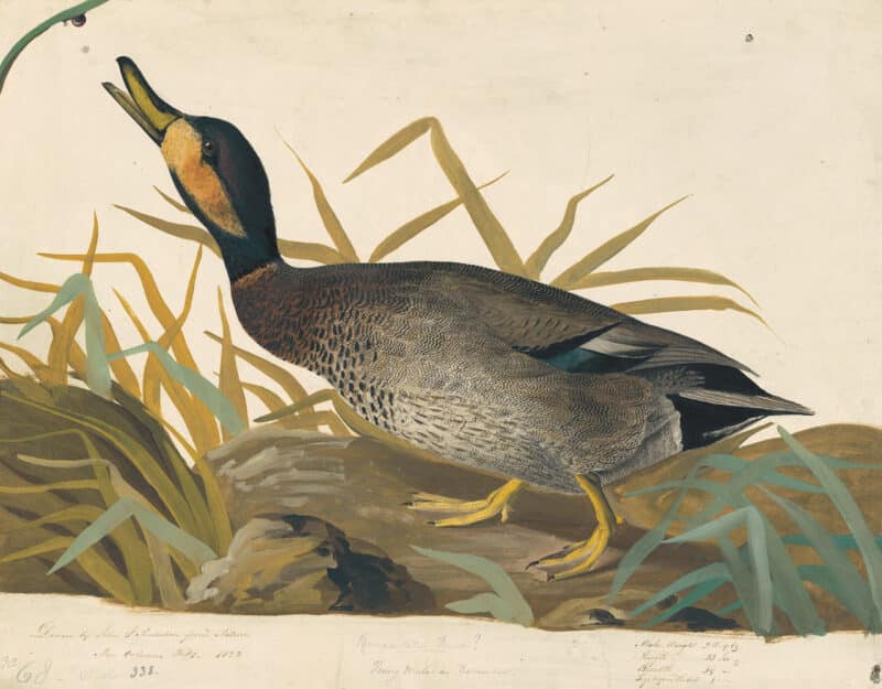 Audubon's Watercolors Pl. 338, Mallard and Gadwall Hybrid