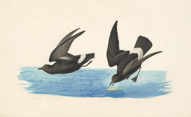Audubon's Watercolors Pl. 340, European Storm-Petrel