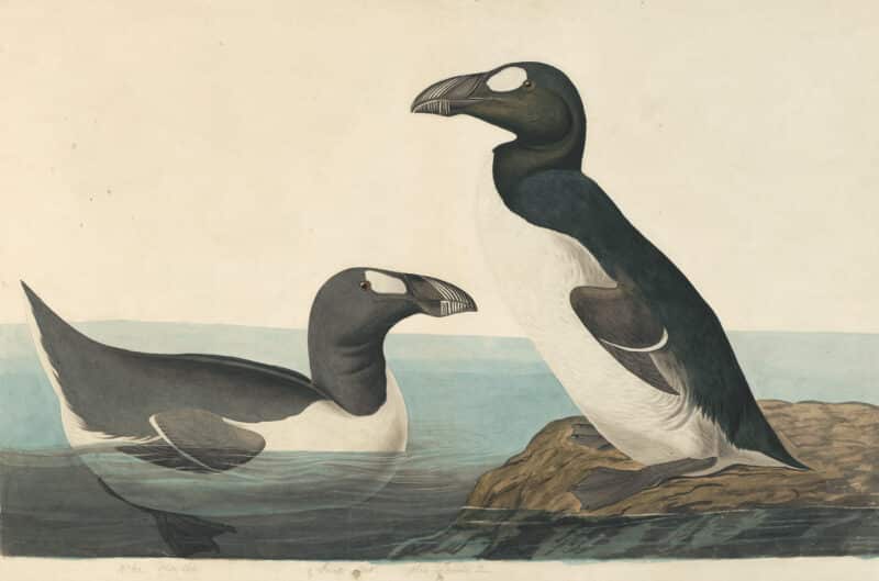 Audubon's Watercolors Pl. 341, Great Auk